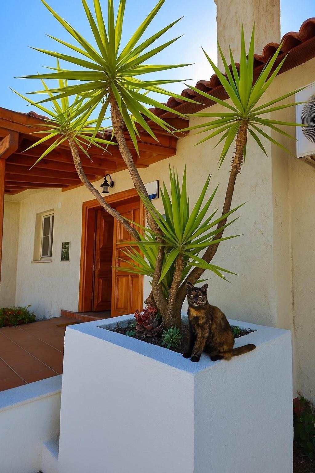 Villa Cedrus Akyaka  Luaran gambar